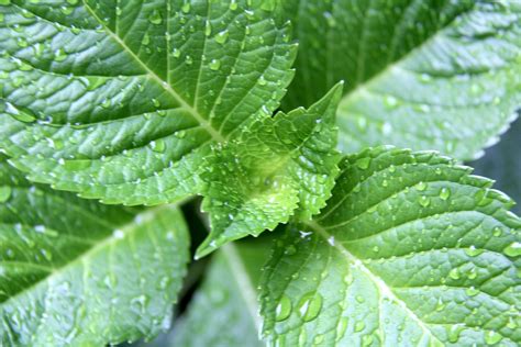 no description of image found.